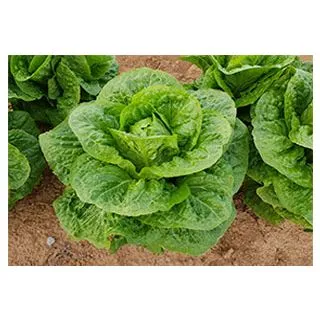 Compra LECHUGA NAVACERRADA Pildorada (5.000 Semillas) en la tienda online Fito Agrícola