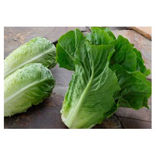 Compra LECHUGA BAQUEIRA Pildorada (5.000 Semillas) en la tienda online Fito Agrícola