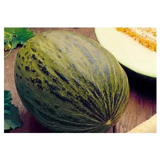Compra MELÓN PIÑONET PIEL DE SAPO SELECCIÓN R.A. (1000 semillas.). en la tienda online Fito Agrícola