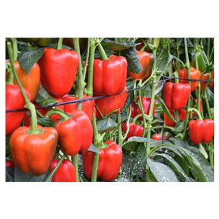 Compra PIMIENTO MENES F1 (1.000 Semillas) en la tienda online Fito Agrícola