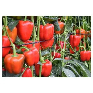 Compra ARDEI MENES F1 (1.000 Semințe) en la tienda online Fito Agrícola