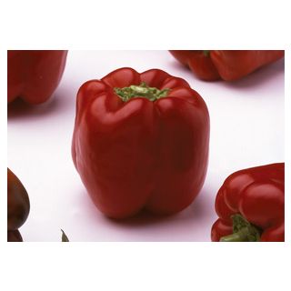 Compra PIMIENTO JONÁS F1 (1.000 Semillas) en la tienda online Fito Agrícola