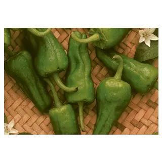 Compra ARDEI PADRON (100 gr.). en la tienda online Fito Agrícola
