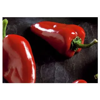 Compra ARDEI ARCA F1 (1.000 Semințe) en la tienda online Fito Agrícola