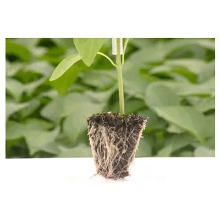 Compra PIMIENTO OSCOS F1 (1000 Semillas). en la tienda online Fito Agrícola