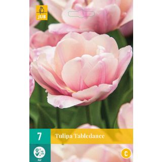 Compra TULIPÁN TABLEDANCE en la tienda online Fito Agrícola