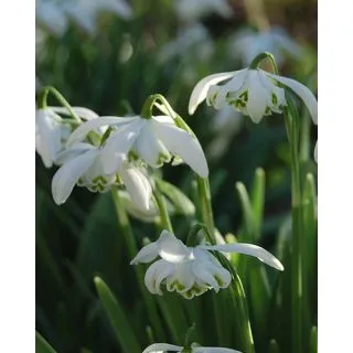 Compra GALANTHUS FLORE PLENO (100 Unid.). en la tienda online Fito Agrícola