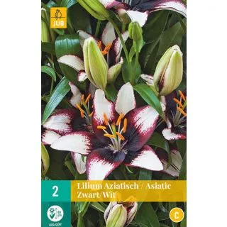 Compra LILIUM BLACK AND WHITE ASIATICO en la tienda online Fito Agrícola