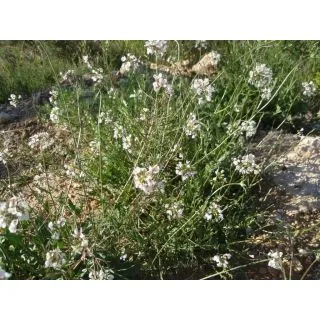 Compra RABANIZA BLANCA (50 gr.). en la tienda online Fito Agrícola