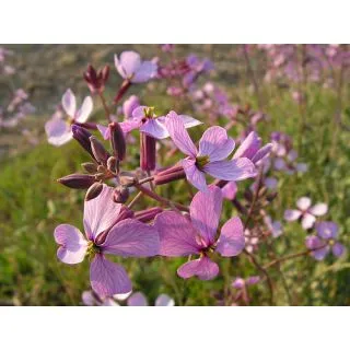 Compra MORICANDIA (100 gr.). en la tienda online Fito Agrícola