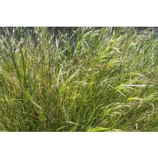 Compra MIJILLO (100 gr.). en la tienda online Fito Agrícola