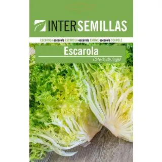 Compra ANDIVĂ RIZATĂ CU FIR DE ÎNGER (100 gr.). en la tienda online Fito Agrícola