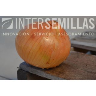 Compra CEBOLLA DEBORA F1 (5.000 Semillas) en la tienda online Fito Agrícola