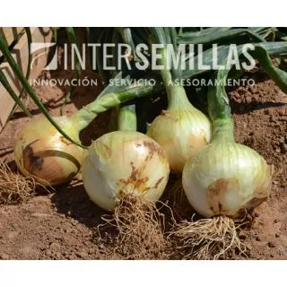 Compra CEBOLLA IRENE F1 (5.000 Semillas) en la tienda online Fito Agrícola