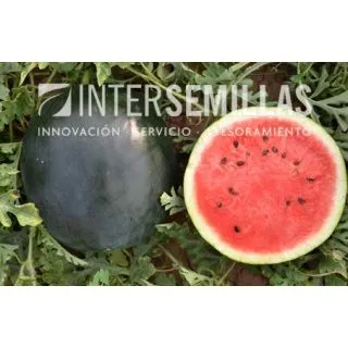 Compra SANDÍA AZABACHE F1 (1000 Semillas). en la tienda online Fito Agrícola