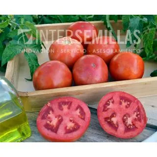 Compra TOMATE YECHAR F1 (1000 Semillas). en la tienda online Fito Agrícola