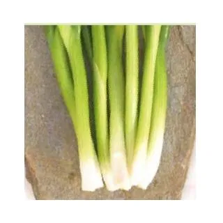 Compra CEAPĂ VERDE KATANA F1 (100.000 Semințe). en la tienda online Fito Agrícola