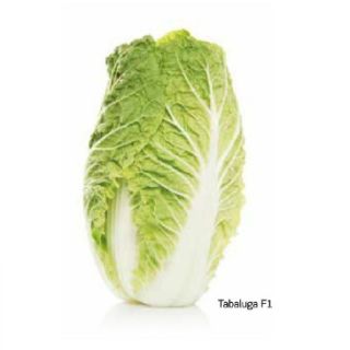 Compra COL CHINA TABALUGA F1 (2.500 Semillas). en la tienda online Fito Agrícola