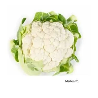 Compra COLIFLOR MERTON F1 (2.500 Semillas) en la tienda online Fito Agrícola