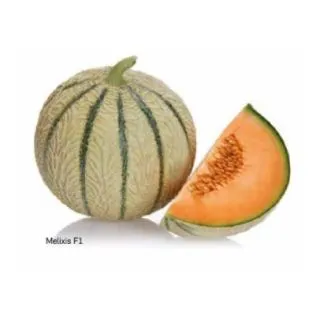 Compra MELÓN MELIXIS F1 (1.000 Semillas). en la tienda online Fito Agrícola