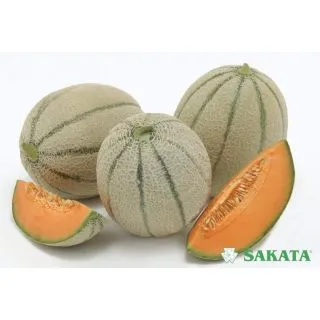 Compra MELÓN PISTOLERO F1 (1.000 Semillas). en la tienda online Fito Agrícola