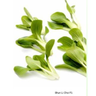 Compra PAK CHOI SHUN LI CHOI F1 (2.500 Semillas) en la tienda online Fito Agrícola