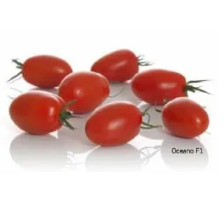 Compra TOMATE OCEANO F1 (1.000 Semillas). en la tienda online Fito Agrícola