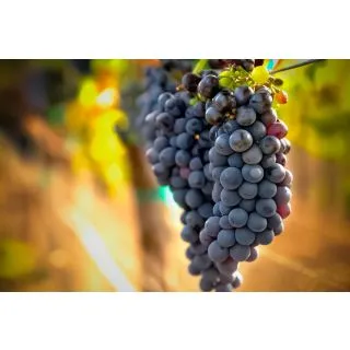 Compra UVA DE VINIFICACION SYRAH 1ª (25 Unid.). en la tienda online Fito Agrícola