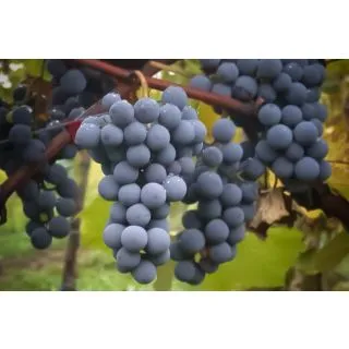 Compra UVA DE VINIFICACION BOBAL 2ª (25 Unid.). en la tienda online Fito Agrícola