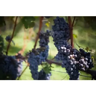 Compra UVA DE VINIFICACION CABERNET SAUVIGNON 1ª (25 Unid.). en la tienda online Fito Agrícola