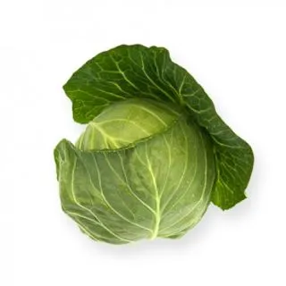 Compra COL CILEMA RZ F1 Precisión (2.500 Semillas). en la tienda online Fito Agrícola