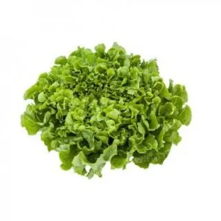 Compra ESCAROLA ANCONI RZ Pildorada (5.000 Semillas). en la tienda online Fito Agrícola