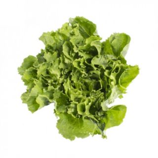 Compra ESCAROLA DEMITRI RZ Pildorada (5.000 Semillas). en la tienda online Fito Agrícola