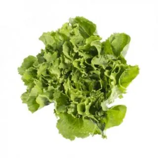 Compra ESCAROLA DEMITRI RZ Pildorada (5.000 Semillas). en la tienda online Fito Agrícola