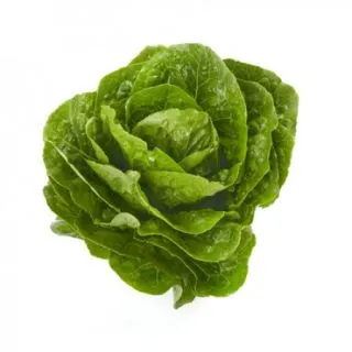 Compra LECHUGA LUCIUS RZ Pildorada (5.000 Semillas). en la tienda online Fito Agrícola