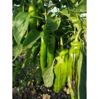 Compra ARDEI STIL F1 (250 semințe) en la tienda online Fito Agrícola