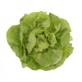 Compra LECHUGA BASILIO RZ Pildorada (5.000 Semillas). en la tienda online Fito Agrícola