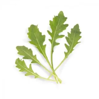 Compra RÚCULA SALVAJE SATURN Pregerminada y Sin Tratar (1.000.000 Semillas) en la tienda online Fito Agrícola