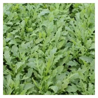 Compra RÚCULA SALVAJE POSEIDÓN (1.000.000 Semillas) en la tienda online Fito Agrícola