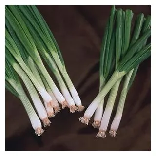 Compra CEBOLLA EIFFEL F1 (25.000 Semillas) en la tienda online Fito Agrícola