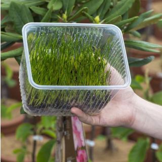 Compra APHIBANK 500 (Caja 3 l.) en la tienda online Fito Agrícola