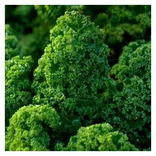 Compra COL KALE AFRO Sin Tratar (10.000 Semillas) en la tienda online Fito Agrícola