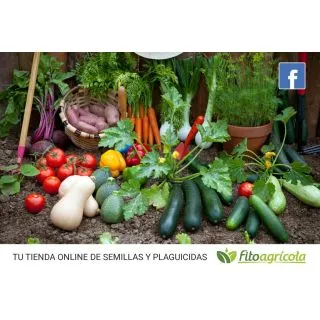 Compra BUSUIOC PROSPERA F1 (10.000 SEMINTE) en la tienda online Fito Agrícola
