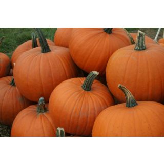 Compra CALABAZA RACER F1 (1000 Semillas) en la tienda online Fito Agrícola