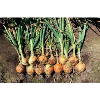 Compra CEBOLLA ITAPARICA Precisión (250.000 Semillas) en la tienda online Fito Agrícola