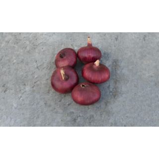 Compra CEBOLLA RED DUKE Precisión (250.000 Semillas). en la tienda online Fito Agrícola