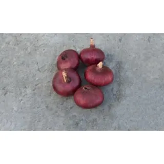 Compra CEBOLLA RED DUKE Precisión (250.000 Semillas). en la tienda online Fito Agrícola