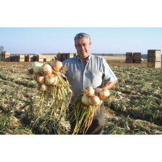 Compra CEBOLLA EXPRESSION F1 Precisión (250.000 Semillas) en la tienda online Fito Agrícola