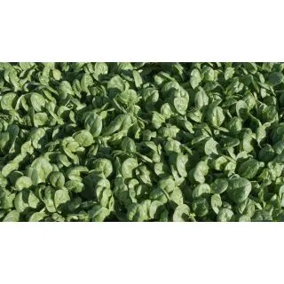 Compra ESPINACA REGOR F1 BABY LEAF (1.000.000 Semillas) en la tienda online Fito Agrícola