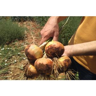 Compra CEBOLLA MACON F-1 Precisión (250.000 Semillas) en la tienda online Fito Agrícola